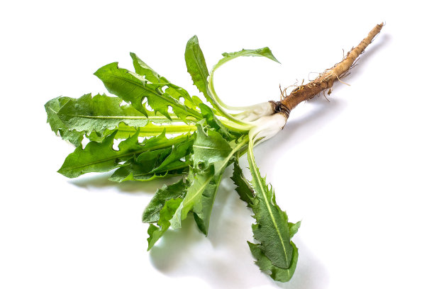 Tarapro?蒲公英根粉